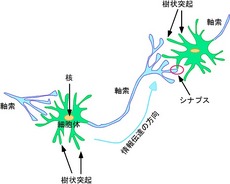 神経細胞.jpg